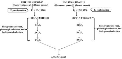 Enhancing β-Carotene Concentration in Parental Lines of CO6 Maize Hybrid Through Marker-Assisted Backcross Breeding (MABB)